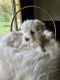 Miniature Schnauzer Puppies for sale in Niles, MI 49120, USA. price: $800