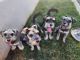 Miniature Schnauzer Puppies for sale in Riverside, CA 92508, USA. price: $2,300