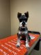 Miniature Schnauzer Puppies for sale in Fort Drum, NY, USA. price: $3,500