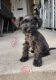 Miniature Schnauzer Puppies for sale in Bayonne, NJ, USA. price: NA