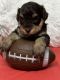 Miniature Schnauzer Puppies for sale in Granbury, TX 76049, USA. price: $80,000