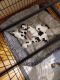 Miniature Schnauzer Puppies for sale in Locust Fork, AL, USA. price: $400