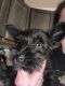 Miniature Schnauzer Puppies for sale in Newsoms, VA 23874, USA. price: $800