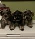 Miniature Schnauzer Puppies for sale in Irvine, CA, USA. price: $800