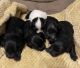 Miniature Schnauzer Puppies for sale in Magee, MS, USA. price: $600