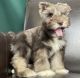 Miniature Schnauzer Puppies for sale in Newport News, Virginia. price: $500