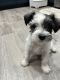 Miniature Schnauzer Puppies for sale in Pueblo, Colorado. price: $1,500