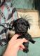 Miniature Schnauzer Puppies for sale in Port Lavaca, TX 77979, USA. price: $1,500