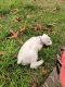 Miniature Schnauzer Puppies for sale in Crystal River, Florida. price: $550