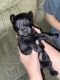 Miniature Schnauzer Puppies for sale in Kokomo, IN, USA. price: $1,200