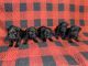 Miniature Schnauzer Puppies for sale in Kokomo, IN, USA. price: $1,200