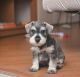 Miniature Schnauzer Puppies for sale in Los Angeles, California. price: NA