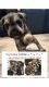 Miniature Schnauzer Puppies for sale in Commack, New York. price: $2,000