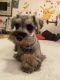 Miniature Schnauzer Puppies for sale in Los Angeles, CA 90032, USA. price: $700