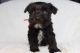 Miniature Schnauzer Puppies for sale in Lake City, Florida. price: $1,400