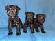 Miniature Schnauzer Puppies for sale in Kokomo, Indiana. price: $1,000