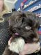 Miniature Schnauzer Puppies for sale in Fort Smith, Arkansas. price: $1,000