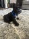 Miniature Schnauzer Puppies for sale in Clearwater, Florida. price: $2,650