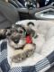 Miniature Schnauzer Puppies for sale in La Mesa, California. price: $80,000