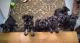 Miniature Schnauzer Puppies for sale in Paducah, Kentucky. price: $800