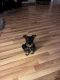 Miniature Schnauzer Puppies for sale in Monroe, North Carolina. price: $500