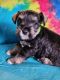 Miniature Schnauzer Puppies for sale in Topeka, KS, USA. price: $1,200