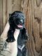 Miniature Schnauzer Puppies for sale in Atoka, OK 74525, USA. price: $1,400