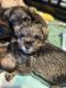 Miniature Schnauzer Puppies for sale in San Diego, California. price: $750
