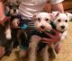 Miniature Schnauzer Puppies for sale in Grayling, MI 49738, USA. price: NA