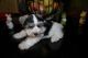 Miniature Schnauzer Puppies for sale in Brownsville, TX, USA. price: NA