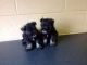 Miniature Schnauzer Puppies for sale in Avon, CT, USA. price: $500