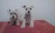 Miniature Schnauzer Puppies for sale in Mocksville, NC 27028, USA. price: NA