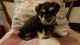 Miniature Schnauzer Puppies for sale in Broken Arrow, OK, USA. price: NA