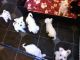 Miniature Schnauzer Puppies for sale in Seattle, WA, USA. price: NA