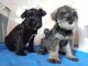 Miniature Schnauzer Puppies for sale in Bloomfield Ave, Bloomfield, CT 06002, USA. price: $500