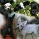 Miniature Schnauzer Puppies for sale in San Antonio, TX, USA. price: NA