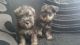 Miniature Schnauzer Puppies for sale in Pocatello, ID, USA. price: NA