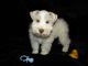 Miniature Schnauzer Puppies for sale in Newark, NJ, USA. price: $600