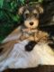 Miniature Schnauzer Puppies for sale in Hornell, NY 14843, USA. price: NA
