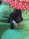 Miniature Schnauzer Puppies for sale in Hornell, NY 14843, USA. price: NA