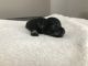 Miniature Schnauzer Puppies for sale in Yakima, WA, USA. price: $700