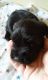 Miniature Schnauzer Puppies for sale in Bardstown, KY 40004, USA. price: NA