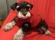 Miniature Schnauzer Puppies for sale in Norwalk, CT, USA. price: $500