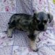 Miniature Schnauzer Puppies for sale in Lincoln, AL 35096, USA. price: NA