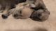 Miniature Schnauzer Puppies for sale in Yakima, WA, USA. price: $750