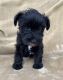 Miniature Schnauzer Puppies for sale in Las Vegas, NV, USA. price: NA