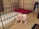Miniature Schnauzer Puppies for sale in Manchester, KY 40962, USA. price: NA