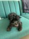 Miniature Schnauzer Puppies for sale in Upper West Side, New York, NY, USA. price: NA