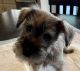 Miniature Schnauzer Puppies for sale in Las Vegas, NV 89147, USA. price: NA