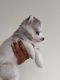 Miniature Siberian Husky Puppies